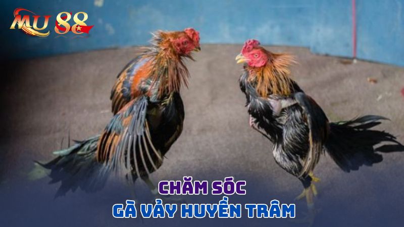 Chăm sóc gà huyền trâm