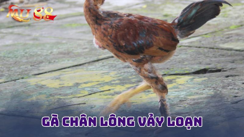 Đặc điểm về gà chân lông vảy loạn