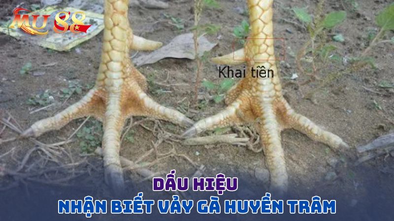 Dấu hiệu nhận biết vảy huyền trâm