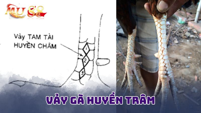 Khái quát về vảy gà huyền trâm