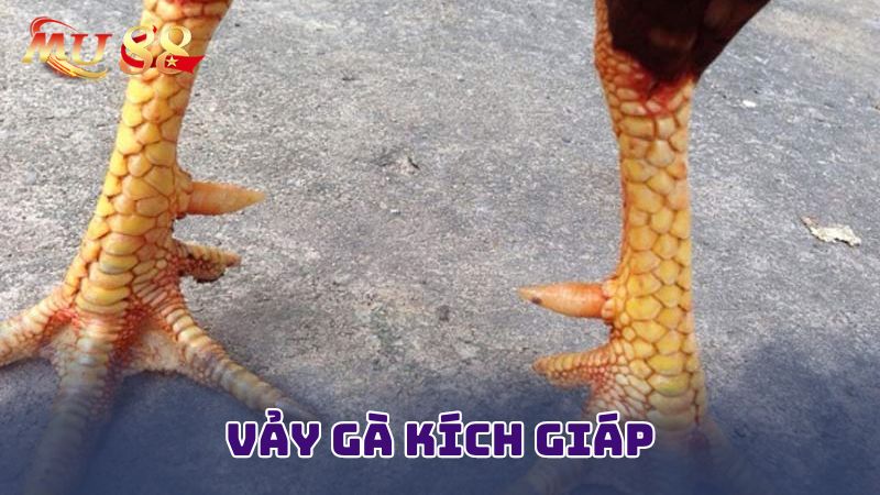 Giới thiệu tổng quan về vảy gà kích giáp